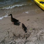 Nachhaltiger Wassersport: Per Kajak den Wannsee erkunden